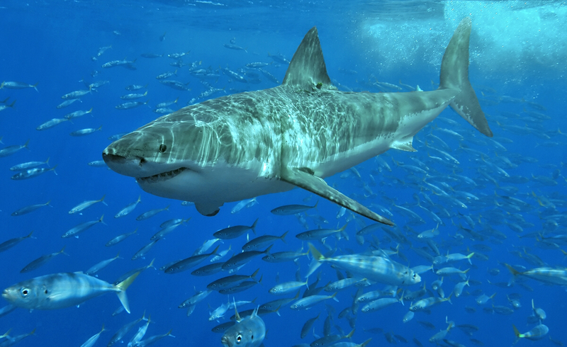 Illustration for article titled Piscinas verdes, tiburones que tuvieron una mala digestión y el Joker. Lo mejor de la semana